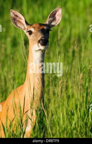 Le cerf de Virginie dans les hautes herbes d'été, la région de Kananaskis, Alberta, Canada Banque D'Images