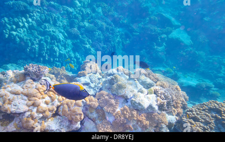 Poissons tropicaux et de coraux dans l'eau chaude Banque D'Images