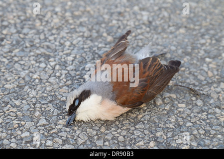 Oiseau mort sur la rue Rouge Neuntoeter-grièche écorcheur Pie-grièche écorcheur Lanius collurio Banque D'Images