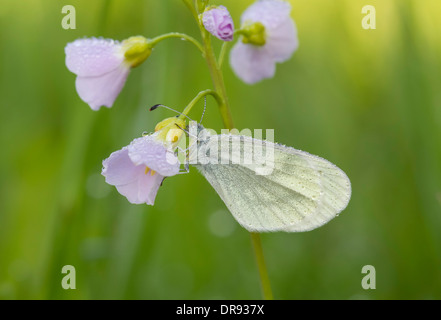 Leguminosen Senfweissling Weissling Leptidea sinapis Banque D'Images