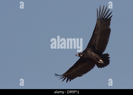 Cinereous Vulture (Platycnemis monachus) eurasiennes ou vautour noir près de Bikaner, Rajasthan, Inde. Banque D'Images