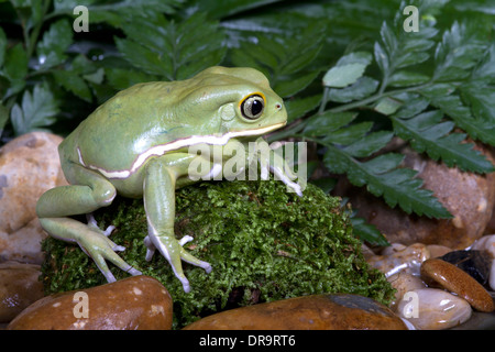 Phyllomedusa sauvagii Grenouille singe cireuse Banque D'Images