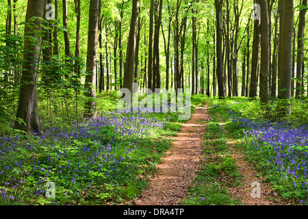 Un sentier menant à travers bois avec soleil du printemps, jacinthes et feuilles de printemps frais Banque D'Images