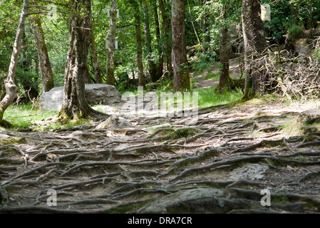 À l'érosion chemin terre autour des racines d'arbre, forêt, parc national, dommage Banque D'Images