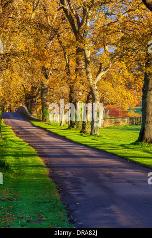 Route de Powderham Castle, Kenton, Devon, Angleterre, Royaume-Uni, Europe. Banque D'Images