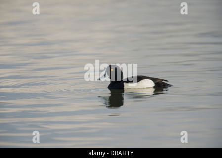 Fuligule morillon (Aythya fuligula). Des hommes. Banque D'Images