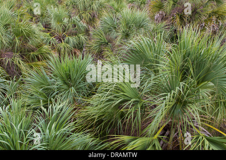 Regardant vers le bas sur palm tree tops à partir de la plate-forme d'observation sur la verrière à pied à Myakka River State Park à Sarasota en Floride Banque D'Images