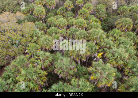 Regardant vers le bas sur palm tree tops à partir de la plate-forme d'observation sur la verrière à pied à Myakka River State Park à Sarasota en Floride Banque D'Images