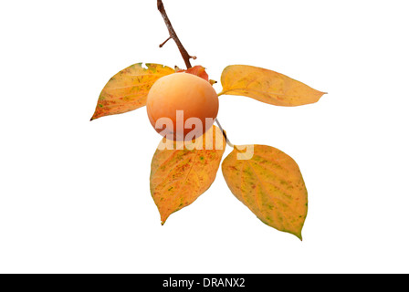 Fruit kaki sur l'arbre avec les feuilles d'automne isolé sur fond blanc Banque D'Images