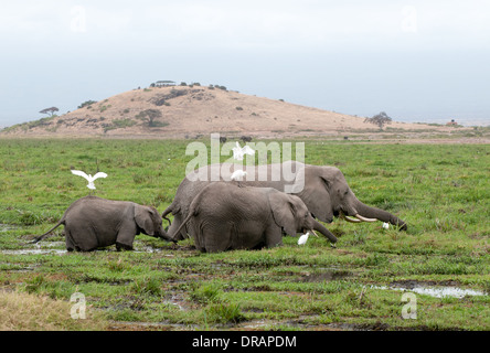 Famille d'éléphants se nourrissant de roseaux vert dans swamp au pied de la colline d'observation dans le Parc national Amboseli Kenya Afrique de l'Est Banque D'Images