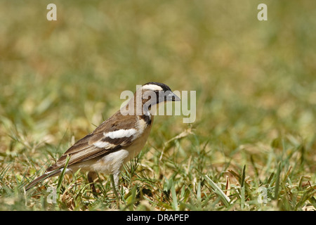 White-browed Sparrow-Weaver (Plocepasser mahali), Samburu, Banque D'Images