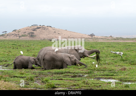 Famille d'éléphants se nourrissant de roseaux vert dans swamp au pied de la colline d'observation dans le Parc national Amboseli Kenya Afrique de l'Est Banque D'Images