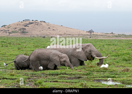 Famille d'éléphants se nourrissant de roseaux vert dans swamp au pied de la colline d'observation dans le Parc national Amboseli Kenya Afrique de l'Est Banque D'Images