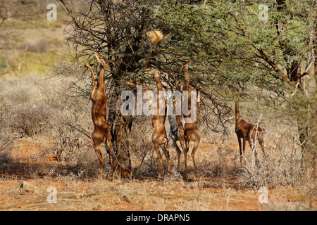 Gerenuk (Litocranius walleri), Samburu Banque D'Images