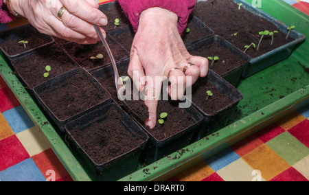 La plantation de géranium ou pélargonium plants dans de petits pots Banque D'Images