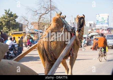 Un panier camle au Rajasthan, Inde. Banque D'Images