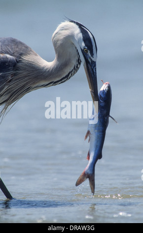 Grand Héron (Ardea herodias) avec le poisson-chat écartée par pêcheur sur la plage, Galveston, Texas, États-Unis Banque D'Images