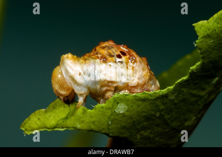 Giant Swallowtail Butterfly Caterpillar Banque D'Images