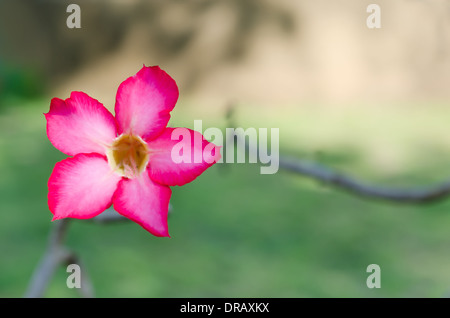 Desert Rose ou du Toitskloof ( Mock Azalea) belle fleur Banque D'Images