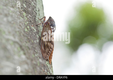 Cigale sur tronc d'arbre Banque D'Images