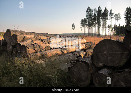 Les arbres abattus dans une clairière dans le Taunus, Allemagne Banque D'Images