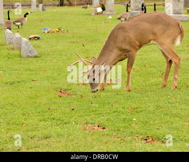 Navigation Buck de cerfs dans un cimetière. Banque D'Images