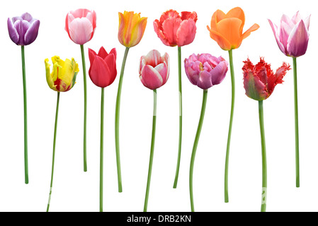 Tulipes colorées des fleurs dans une ligne isolé sur fond blanc Banque D'Images