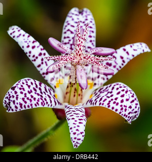 Une macro-vision d'un crapaud lily (Tricyrtis formosana) un fond orange et vert. Banque D'Images