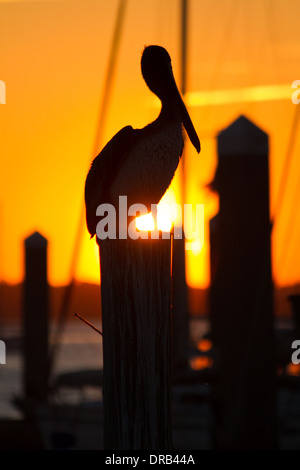 Le soleil se couche derrière un pélican brun assis sur un poteau sur Amelia Island, en Floride. Banque D'Images