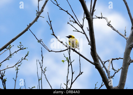 Serin du cap reposant sur l'arbre Banque D'Images