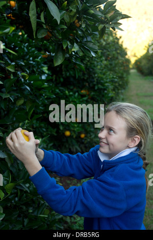 Fille de 11 ans la collecte des oranges dans un verger d'Agrumes Hunter Valley Australie Nouvelle Galles du Sud Banque D'Images