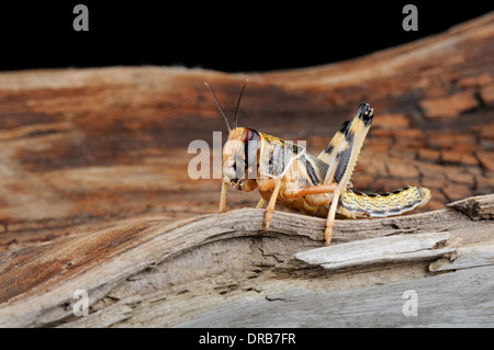 Close-up du criquet pèlerin Schistocerca gregaria sur bois ( )