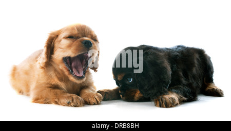 Jeune chiot cavalier king charles tricolore en studio Banque D'Images