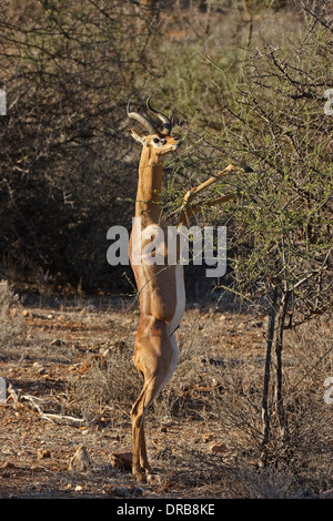 Gerenuk (Litocranius walleri), Samburu Banque D'Images