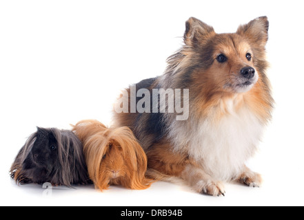 Cobaye péruvienne et Shetland Sheepdog in front of white background Banque D'Images