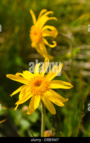 Arnica montana fleurs montagne jaune Banque D'Images