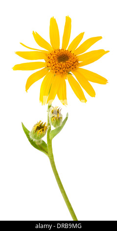 Arnica montana fleur sur fond blanc Banque D'Images