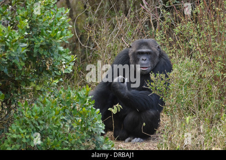 Chimpanzé (Pan troglodytes), homme, Ol Pejeta Conservancy, le Mont Kenya Banque D'Images
