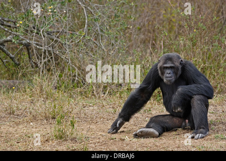 Chimpanzé (Pan troglodytes), homme, Ol Pejeta Conservancy, le Mont Kenya Banque D'Images