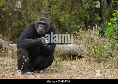 Chimpanzé (Pan troglodytes), homme, Ol Pejeta Conservancy, le Mont Kenya Banque D'Images
