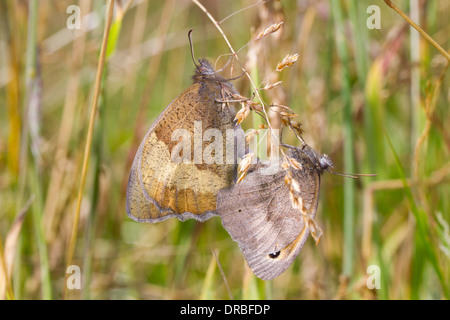 Meadow Brown (Maniola jurtina Papillons adultes. L'accouplement paire) Powys, Pays de Galles. Juillet. Banque D'Images