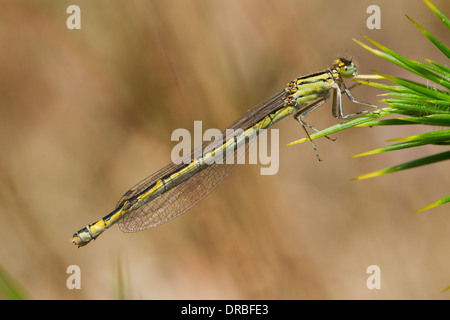 Femme bleue (Enallagma atricollis) reposant sur l'ajonc. Powys, Pays de Galles. Juillet. Banque D'Images