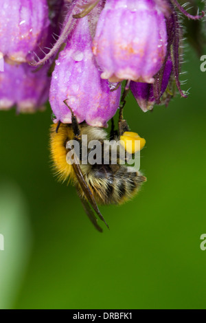 Les bourdons (Bombus Cardeur commun pascuorum) travailleurs se nourrissant de fleurs de consoude dans un jardin. Powys, Pays de Galles. Juillet. Banque D'Images