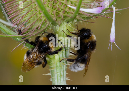 Homme Vestal Cuckoo les bourdons (Bombus vestalis) mise à l'abri de la pluie sous une fleur de renoncule. Shropshire, Angleterre. En août. Banque D'Images