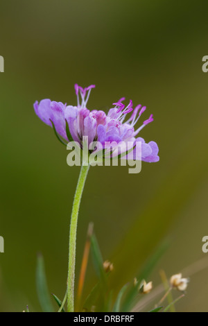 Field Scabious (Knautia arvensis) gros plan de fleur. Powys, Pays de Galles. En août. Banque D'Images