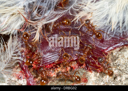 Red Ant (Myrmica rubra) travailleurs adultes se nourrissant d'un cadavre d'oiseau la mortalité sur la route. Powys, Pays de Galles. En août. Banque D'Images