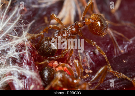 Red Ant (Myrmica rubra) travailleurs adultes se nourrissant d'un cadavre d'oiseau la mortalité sur la route. Powys, Pays de Galles. En août. Banque D'Images