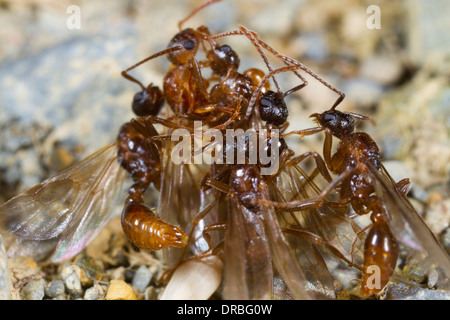 Les fourmis Myrmica ruginodis mâles ailés, plusieurs tentent de s'accoupler avec une seule reine. Powys, Pays de Galles. En août. Banque D'Images