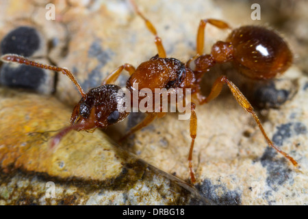 Ant Myrmica scabrinodis nouvelle reine qui a récemment perdu ses ailes. Powys, Pays de Galles. En août. Banque D'Images