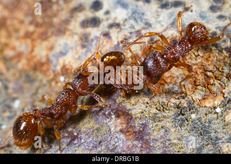 Fourmis Myrmica sabuleti d attaquer et datant d'un travailleur de Myrmica scabrinodis. Powys, Pays de Galles. En août. Banque D'Images